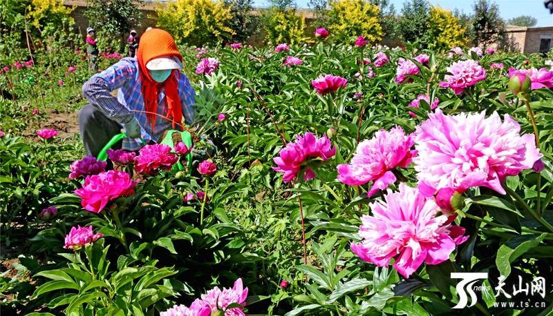 6月6日,花农在阿勒泰市红墩镇阔克萨孜村金城园林花卉种植基地采收