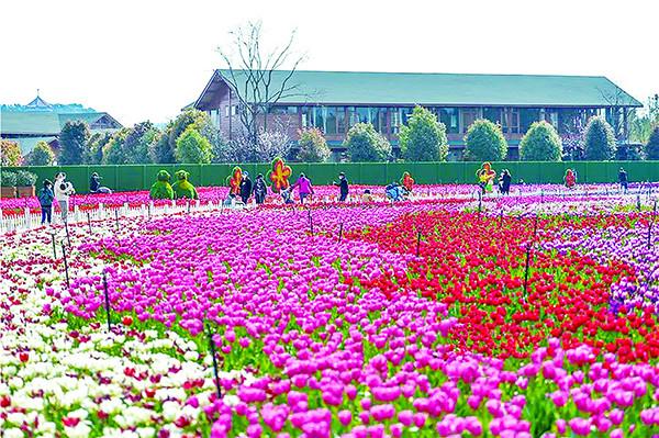 花卉种植面积190万亩综合总产值830亿元云南努力打造世界花园