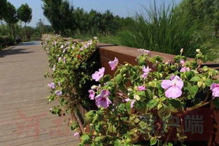 免费观赏 10多万株鲜花将在郑州龙湖北湿地公园展出