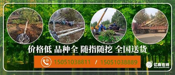 耐寒腊梅批发价格 荷花瓣腊梅树供应基地 自产自销 质优价廉 启景园林