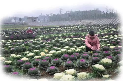 花卉休眠了,你还会养护吗