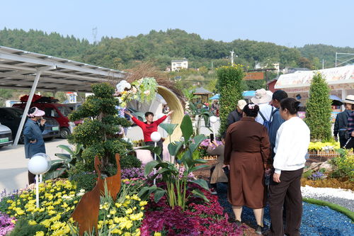 宜昌 秋花烂漫 赏菊正当时