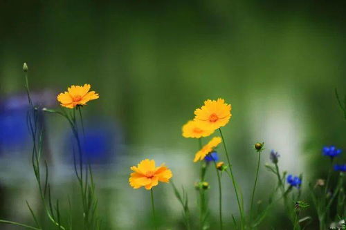 洛阳夏日,隋唐公园花儿朵朵开