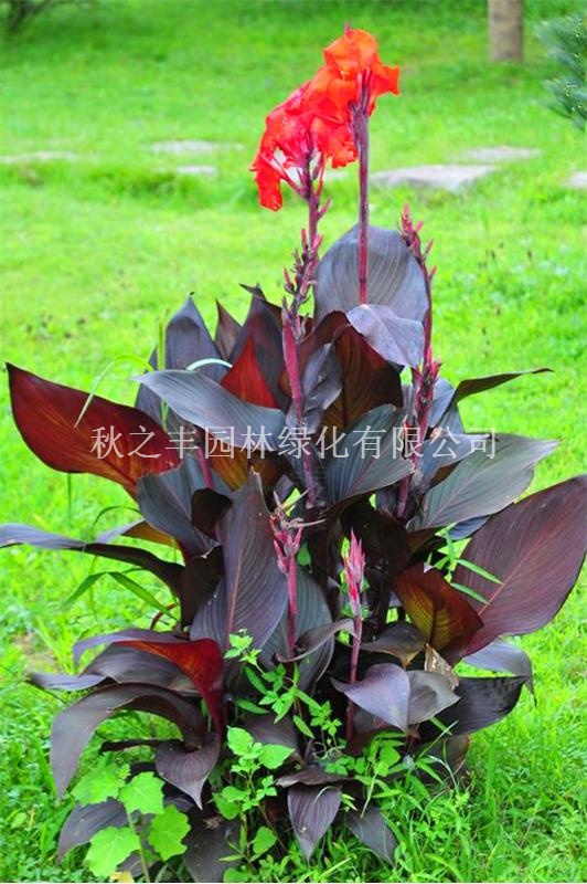 【紫叶美人蕉(学名:Canna warszewiczii A. Dietr.):为美人蕉科多年生草本观赏植物。株高1.5米茎粗壮,紫红色,被蜡质白粉,有很密集的叶。叶片卵形或卵状长圆形,暗绿色,边绿、叶供应|花卉、苗木种植及销售;花卉种子、园艺资材批发;绿化工程施工及养护;园林绿化工程设计及施工;盆景销售;技术咨询及信息服务;花卉租赁;农产品种植及销售;现代观光农业开发秋之丰园林绿化商铺