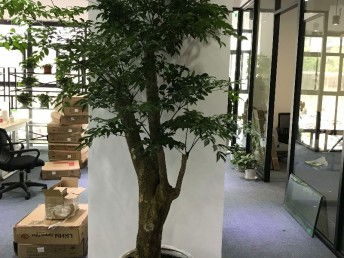 图 园林绿化养护 植物墙庭院绿化 花卉绿植销售施工养护 上海鲜花绿植