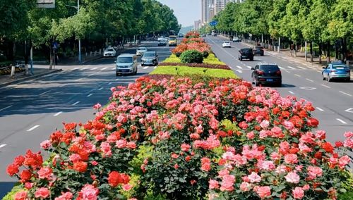 你收到花了吗 益阳园林工人修剪市花月季,免费送给路人