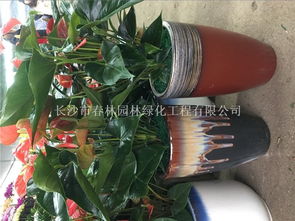 湘潭花卉租赁景观工程 苗木花卉种植 花卉租摆 立体绿化 立体花坛 立体造型 绿雕制作 景观装饰工程 园林工程养护等于一体的专业园林景观公司 供应 长沙花卉租摆