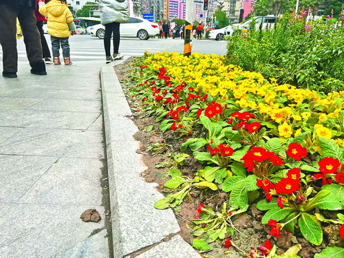 刚栽的鲜花被踩得 面目全非 市园林处呼吁 文明出行